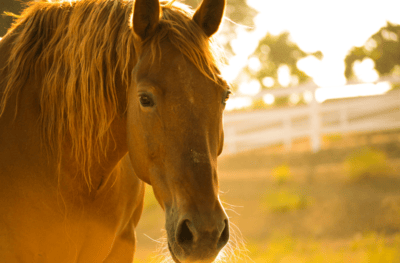 Horse acreages for sale Clearwater County Alberta