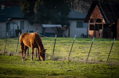 Horse property for sale in Alberta featuring professional equestrian facilities and mountain views