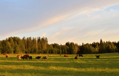 De Winton homes for sale featuring luxury estates and mountain view acreages