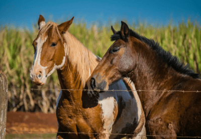 Kneehill County Equestrian Properties