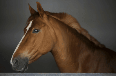 Equestrian Properties for Sale in Rocky View County featuring professional horse facilities and Rocky View County horse properties