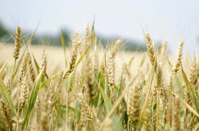 Wheatland County Real Estate Listings