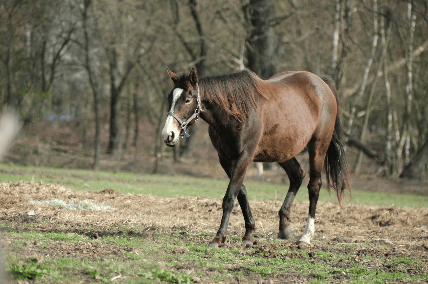 Living in Priddis, Alberta