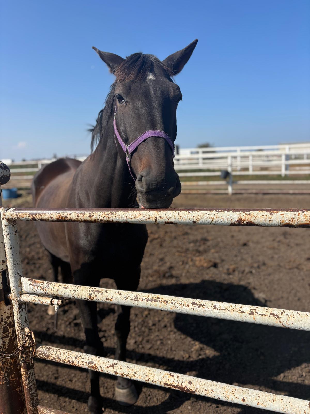 Quinn - Beautiful black horse at Southern Alberta equestrian property